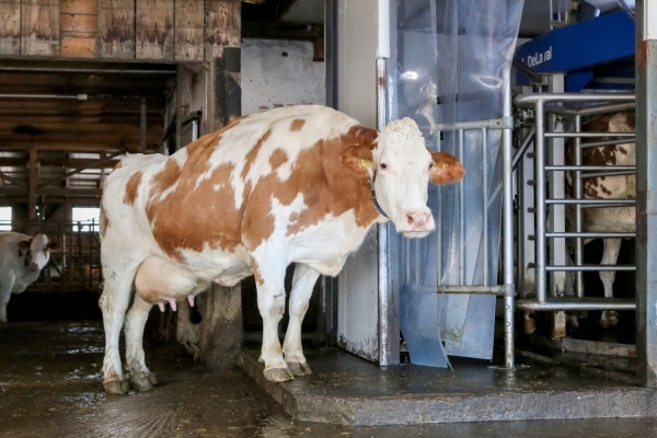 vaca baltata romaneasca la intrare in robotul de muls DeLaval VMS 300_b