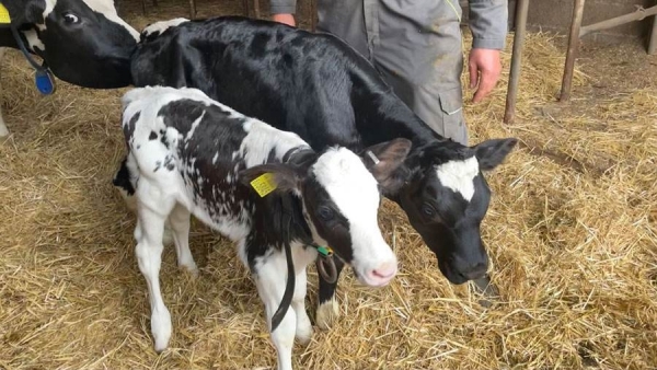 Un viÈ›el de 105 kg Holstein _b