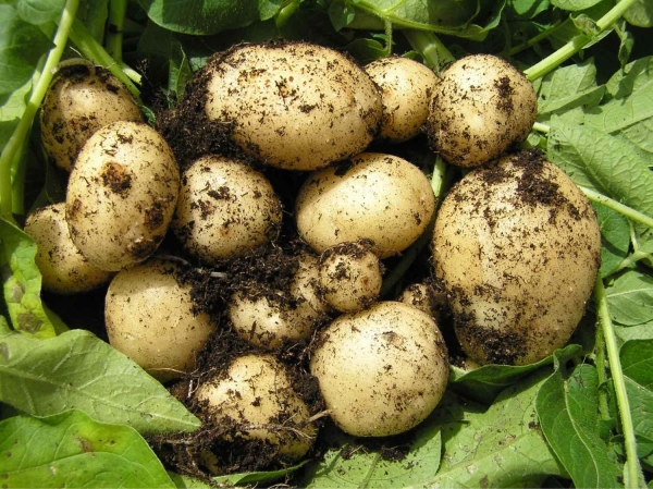 cartofi Kwizda Agro Romania Amalgerol_b