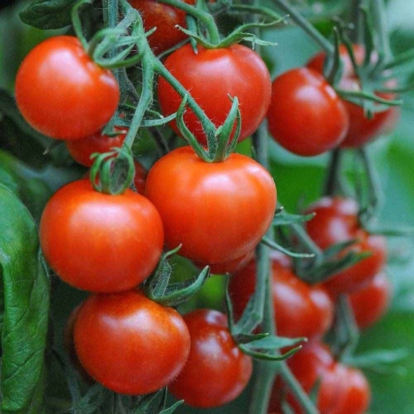 tomate 0221_b