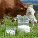 laptele in ue 1 b În Germania preţul laptelui bio este în cădere liberă. Care este principala cauză?