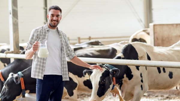 pret lapte www canva ro b Importăm tot mai mult lapte de vacă! Cât au crescut importurile în 2024!