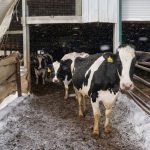 vaci iarna b Profilaxia bolilor de sezon la bovine