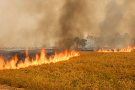 incendiu SATU MARE: Lan de grâu în flăcări