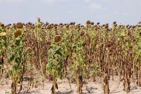 seceta floare Seceta şi furtunile afectează serios recoltele fermierilor europeni