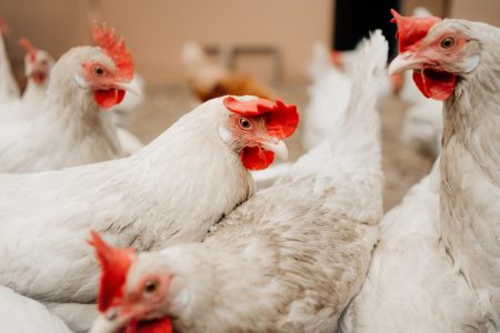 laringotraheita aviara Laringotraheita infecțioasă aviară - simptome şi aspecte clinice ale bolii