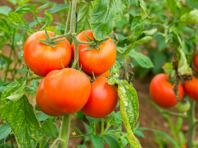 productie de tomate Sezon dificil pentru sectorul european al tomatelor. Vor ajunge la 50 de bani/kg?