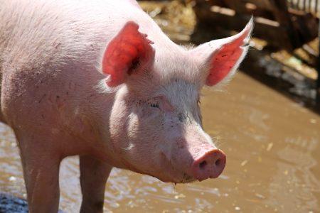 stresul porcilor 01 Hormonul care face ravagii în fermele de porci