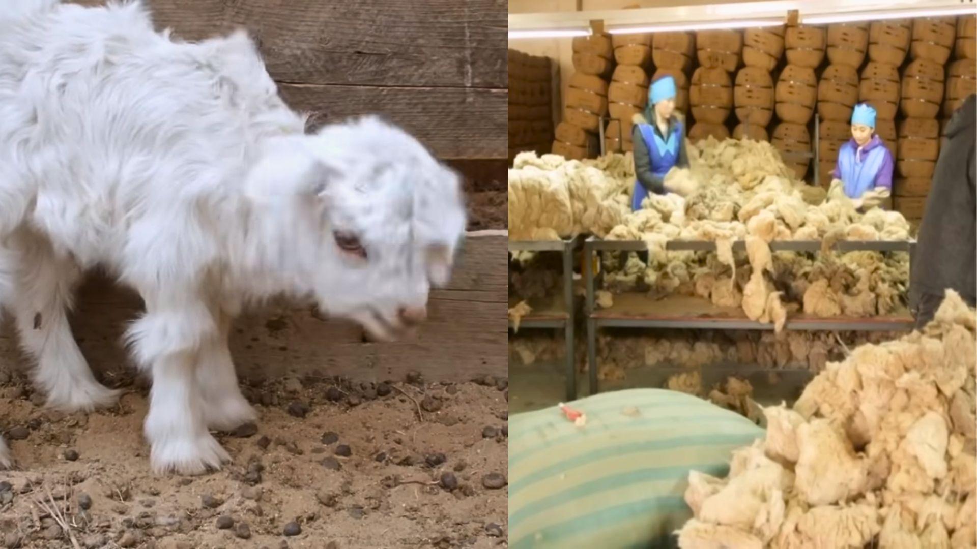 capre casmir impact VIDEO: Creşterea caprelor de caşmir – între mijloc de trai şi sursă de îmbogăţire