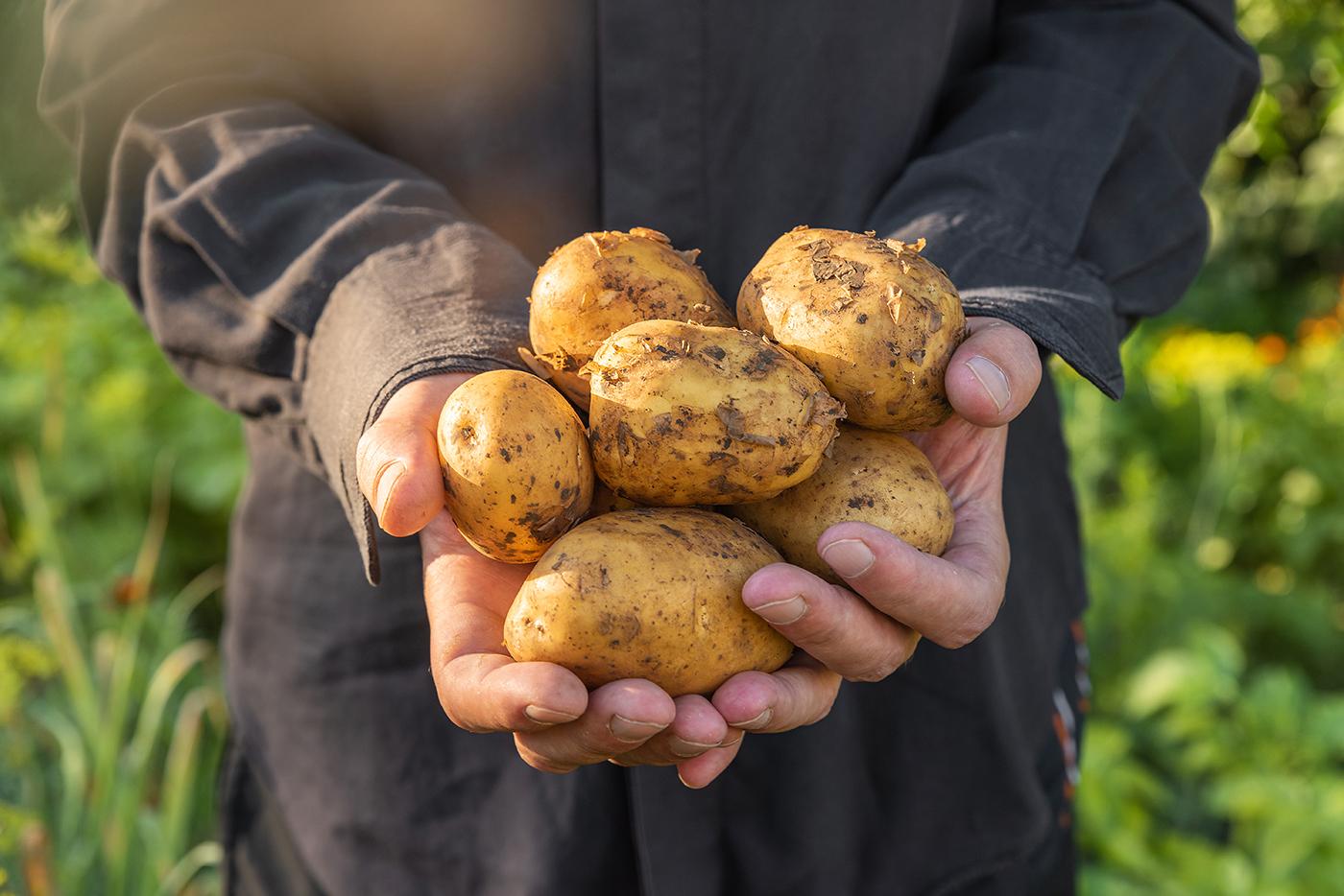 Cartoful românesc nu acoperă consumul intern. Producția crește în 2026, dar România continuă să depindă de importuri