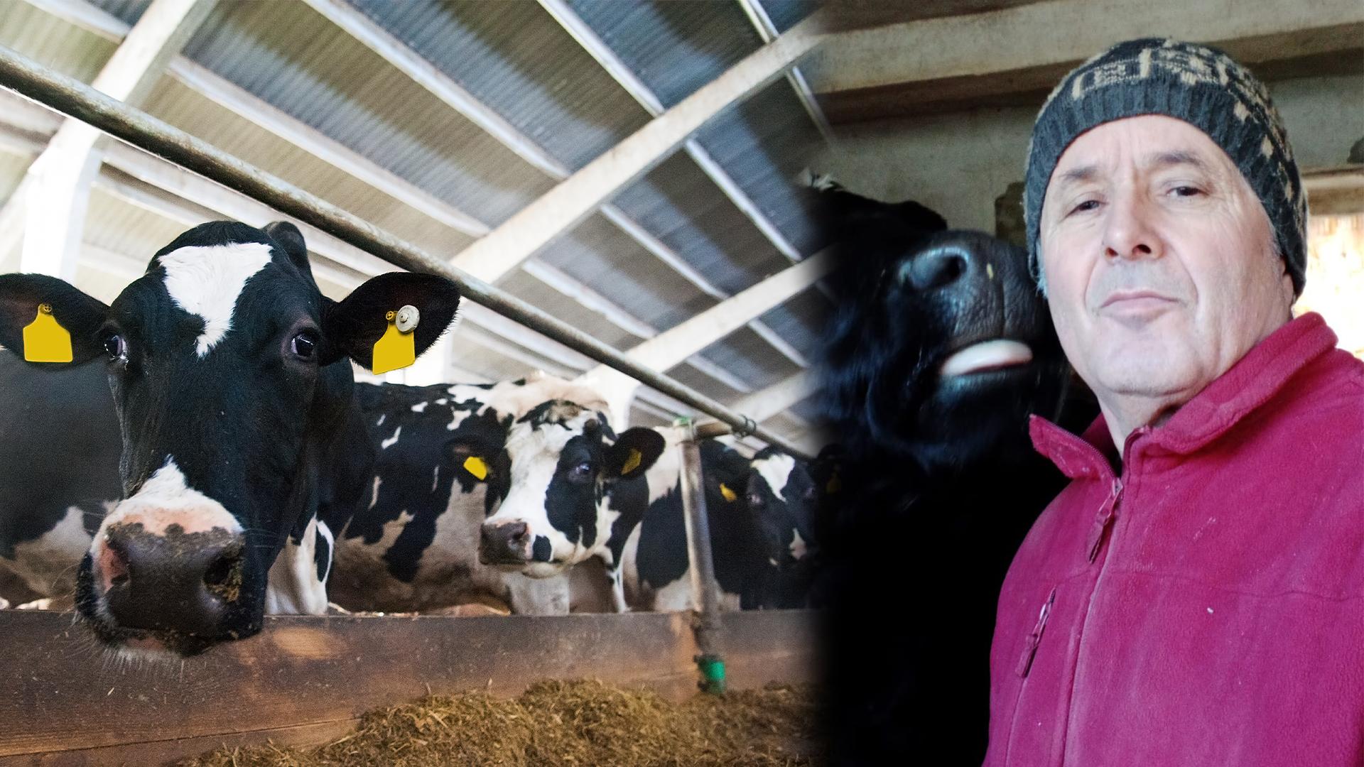 Mircea Mondan ferma vaci cu lapte Ing. Mircea Mondan: „Cu 6 VACI sunt mai RENTABIL decât atunci când CULTIVAM 100 ha de teren!”