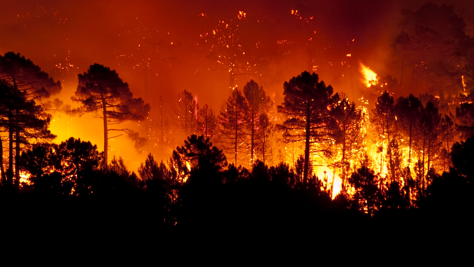 incendiu de padure Peste 500 de mii de hectare de pădure DISTRUSE de INCENDII în 2023, în UE! Cea mai afectată țară europeană!