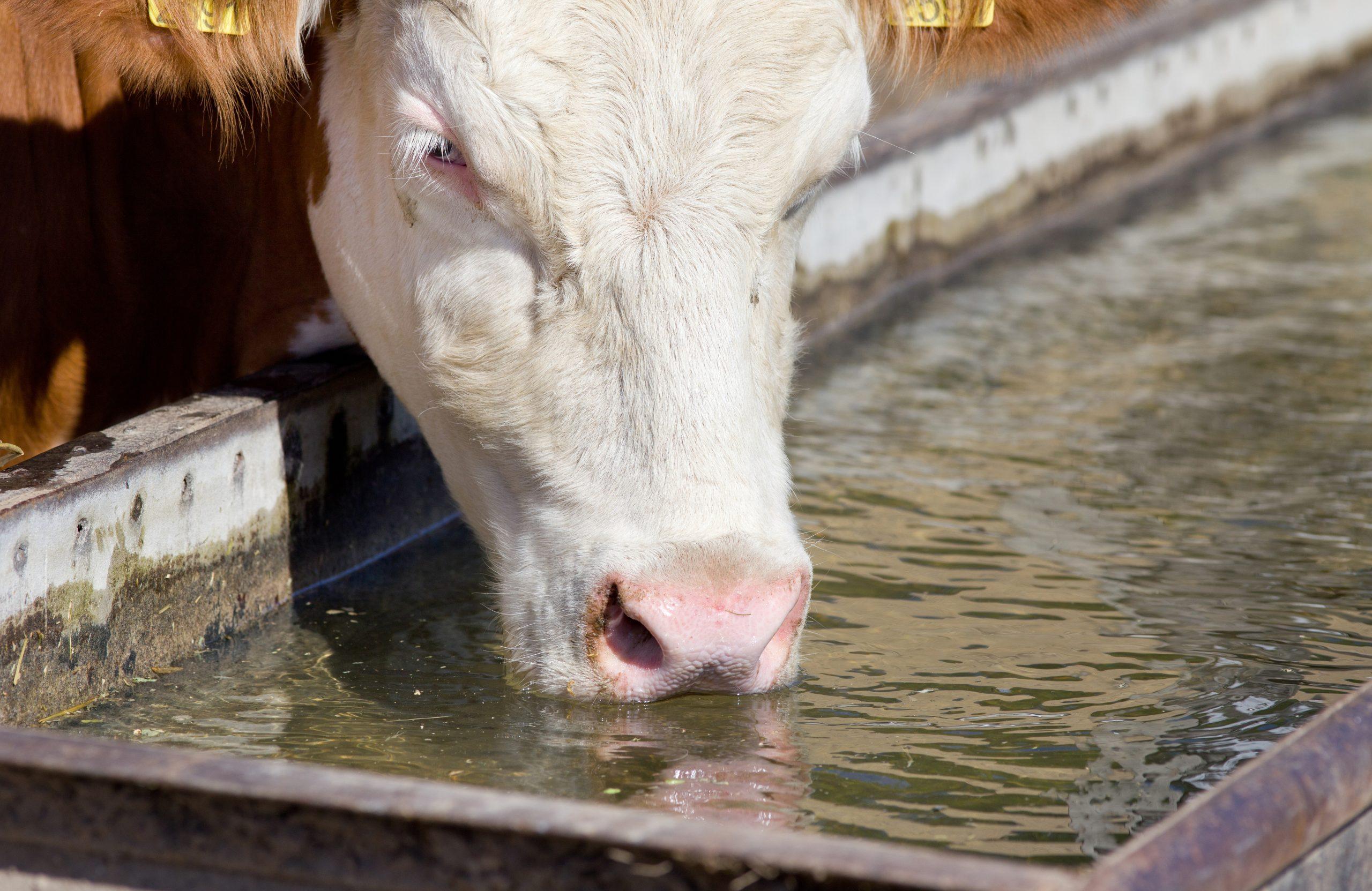 Cata apa bea o vaca canicula