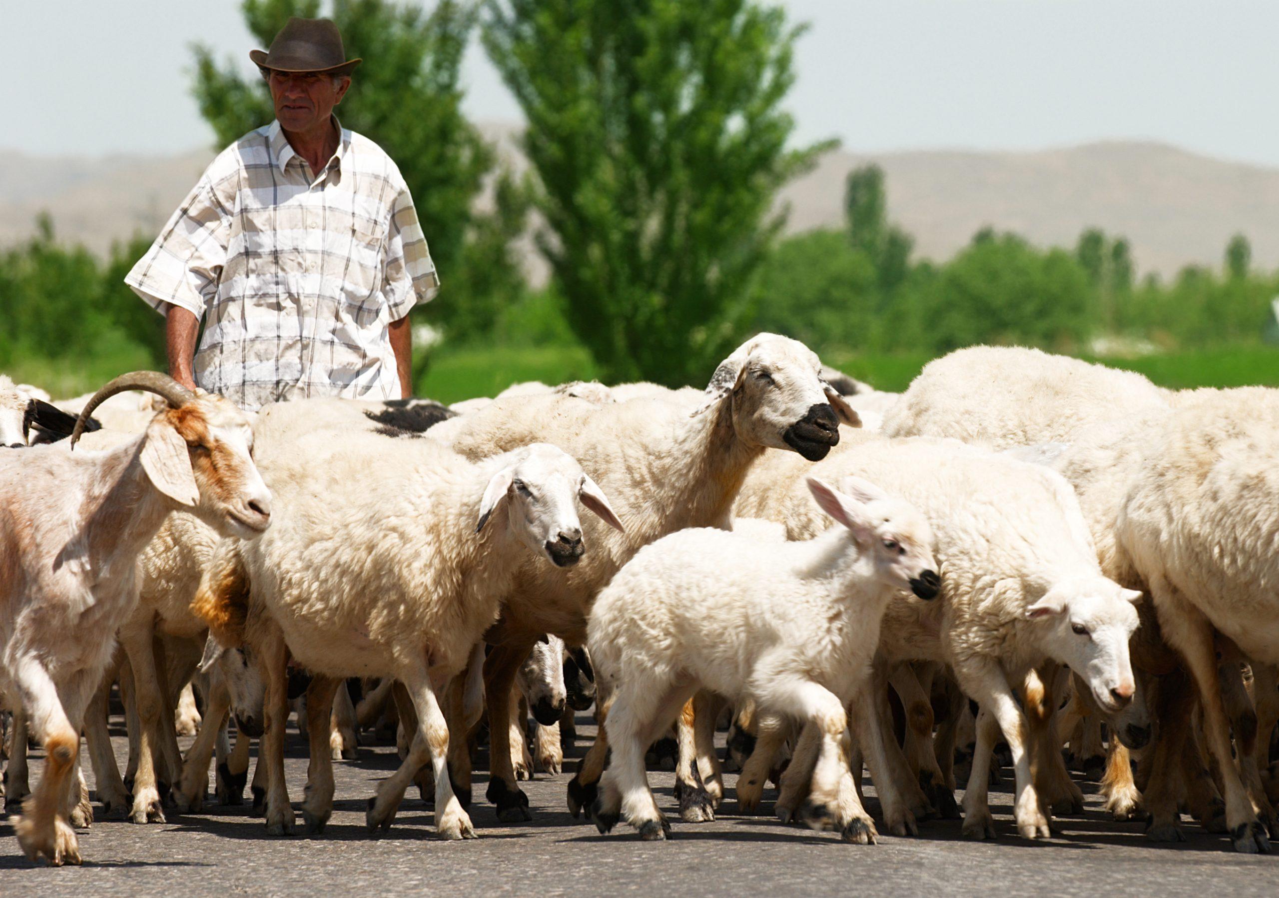 export de ovine cioban turma oi capre