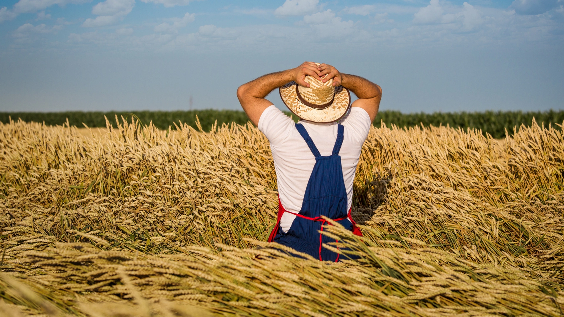 FALIMENTUL lovește agrobusiness-ul! Fermieri cu recolta neplătită și sute de ferme ruinate după ce VP Cereale BZ, Interagroaliment și Agricultorul au cerut insolvența. O LOVITURĂ de jumătate de miliard de euro în 9 luni. De ce PICĂ URIAȘII din agribusiness?