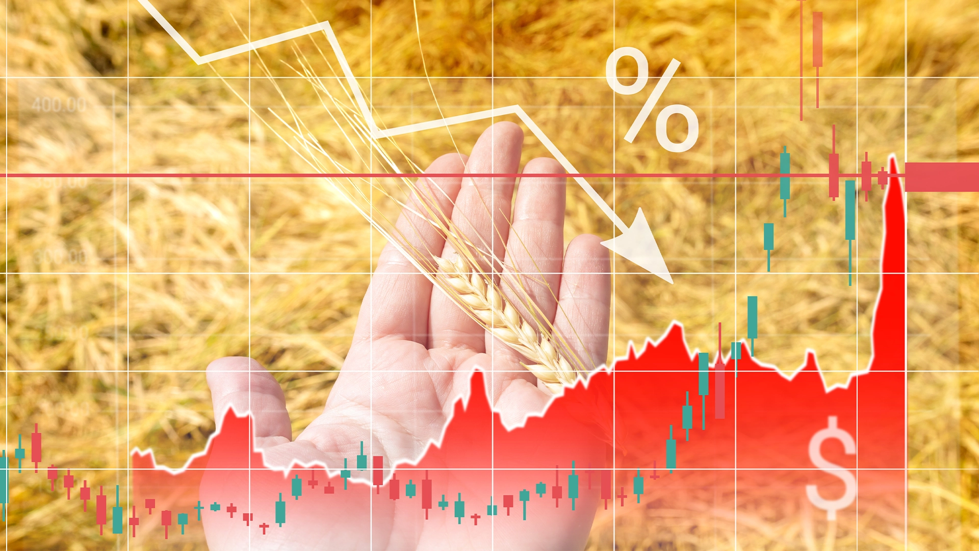 Preturile cerealelor ianuarie 2025 1 Prețul grâului scade sub 230 de euro pe tonă. Nici porumbul nu scapă de ieftiniri. Oferta mondială crește, cumpărătorii sunt prudenți
