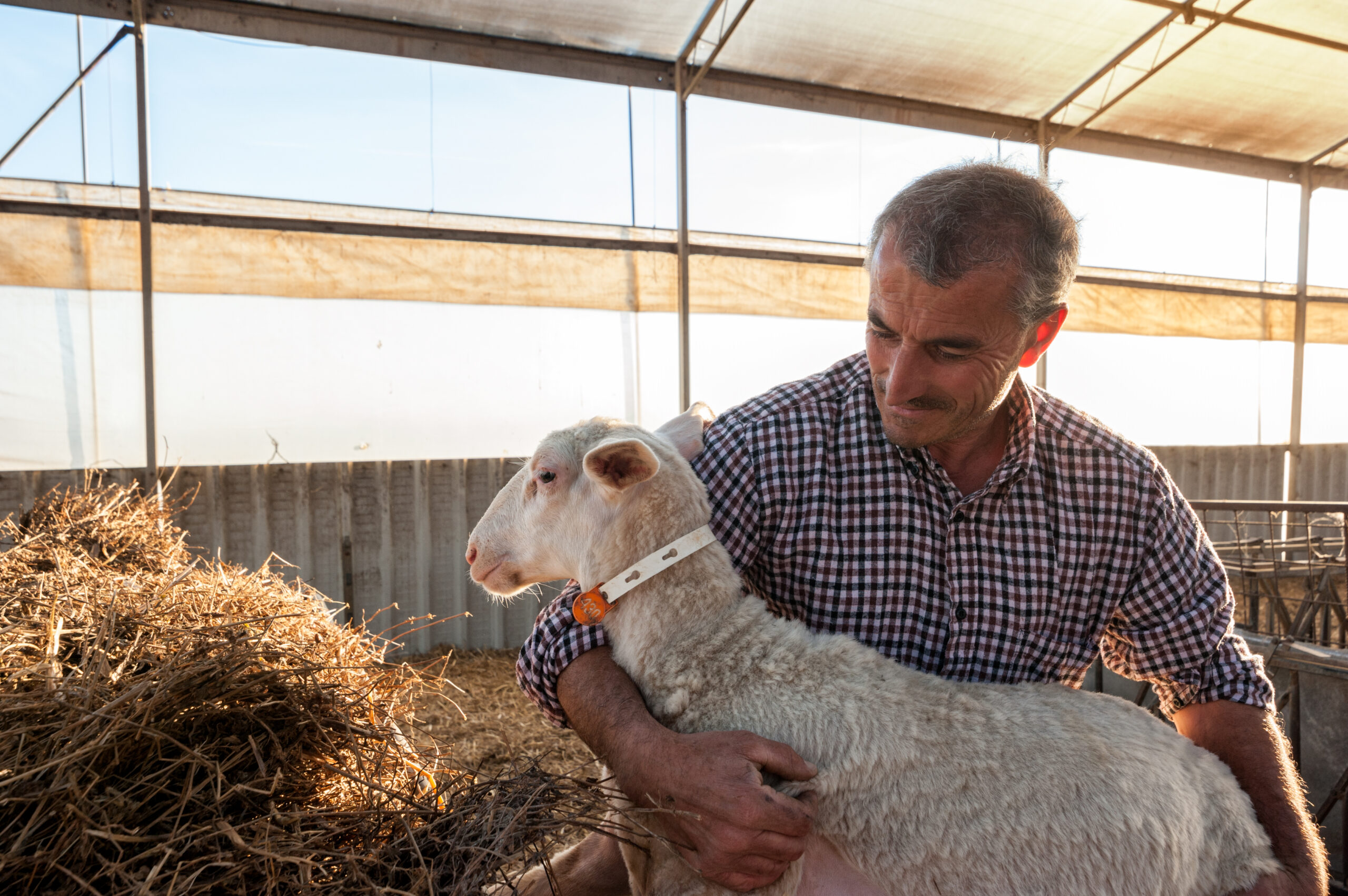 Condiții ajutor ovine pentru minim 150 de oi! Suma maximă pe fermă!