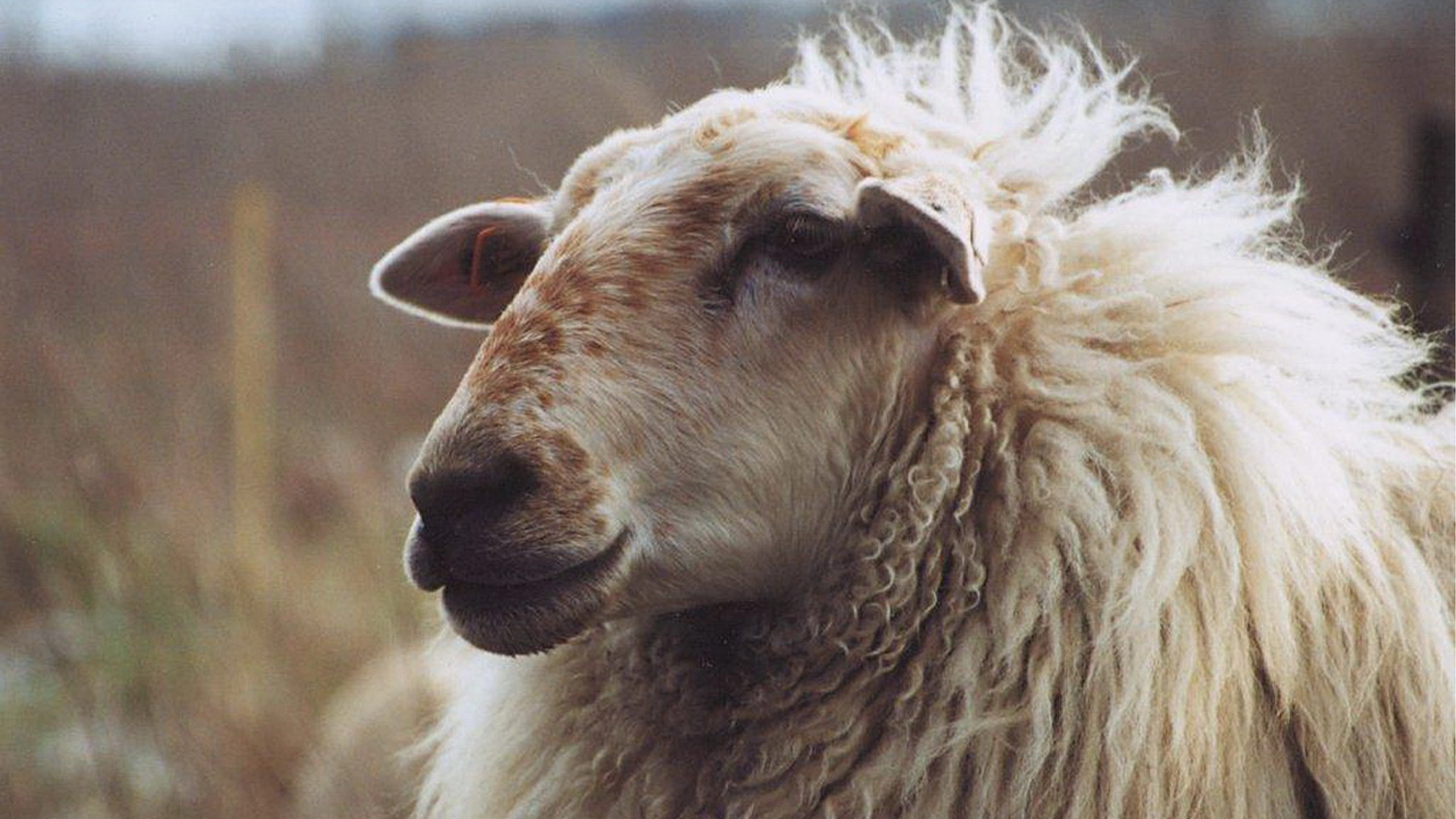 variola ovine in romania