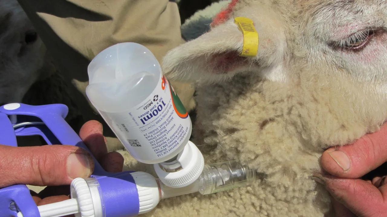 vaccinarea ovine
