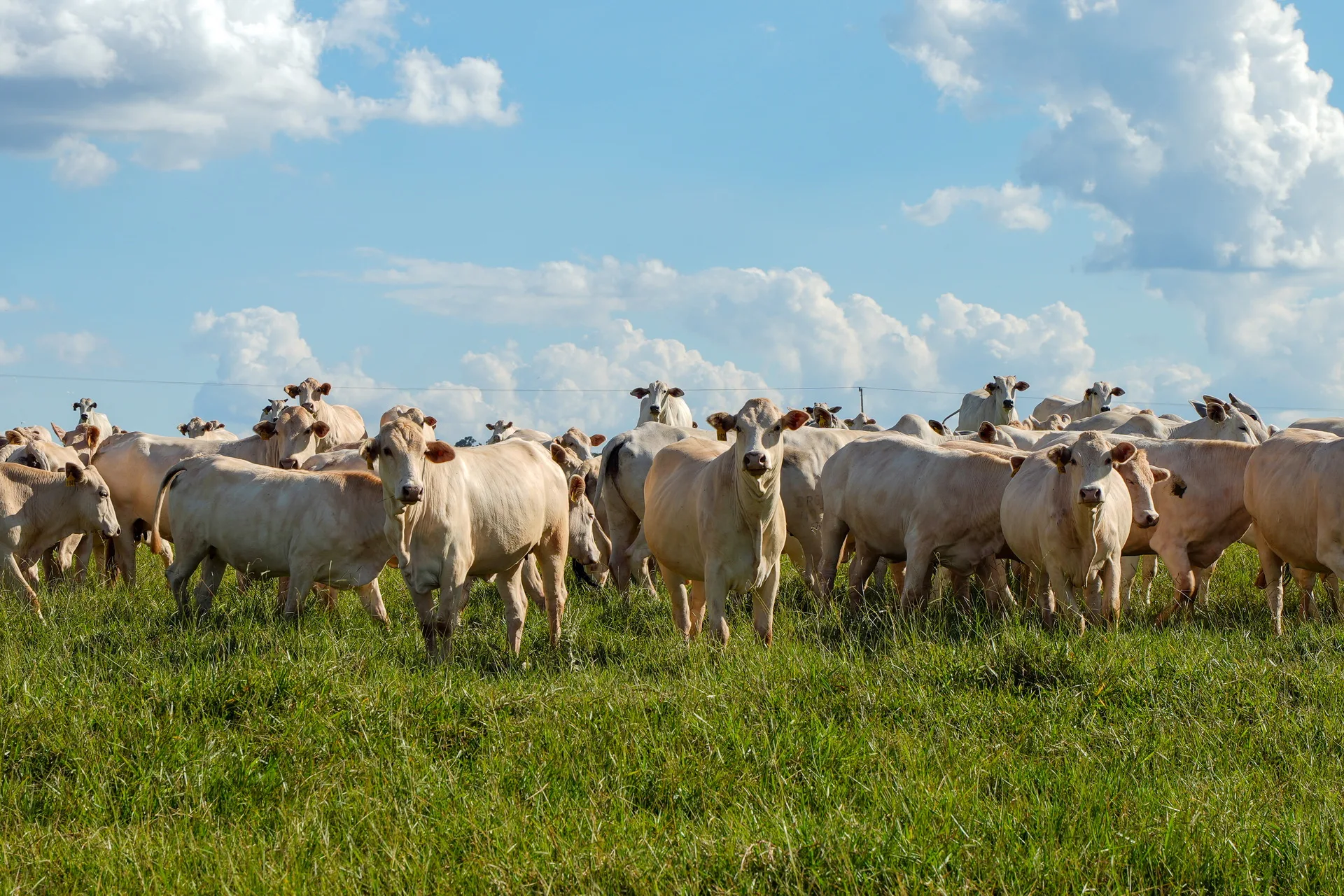 Bovine de carne din rasa Nelore, în Brazilia