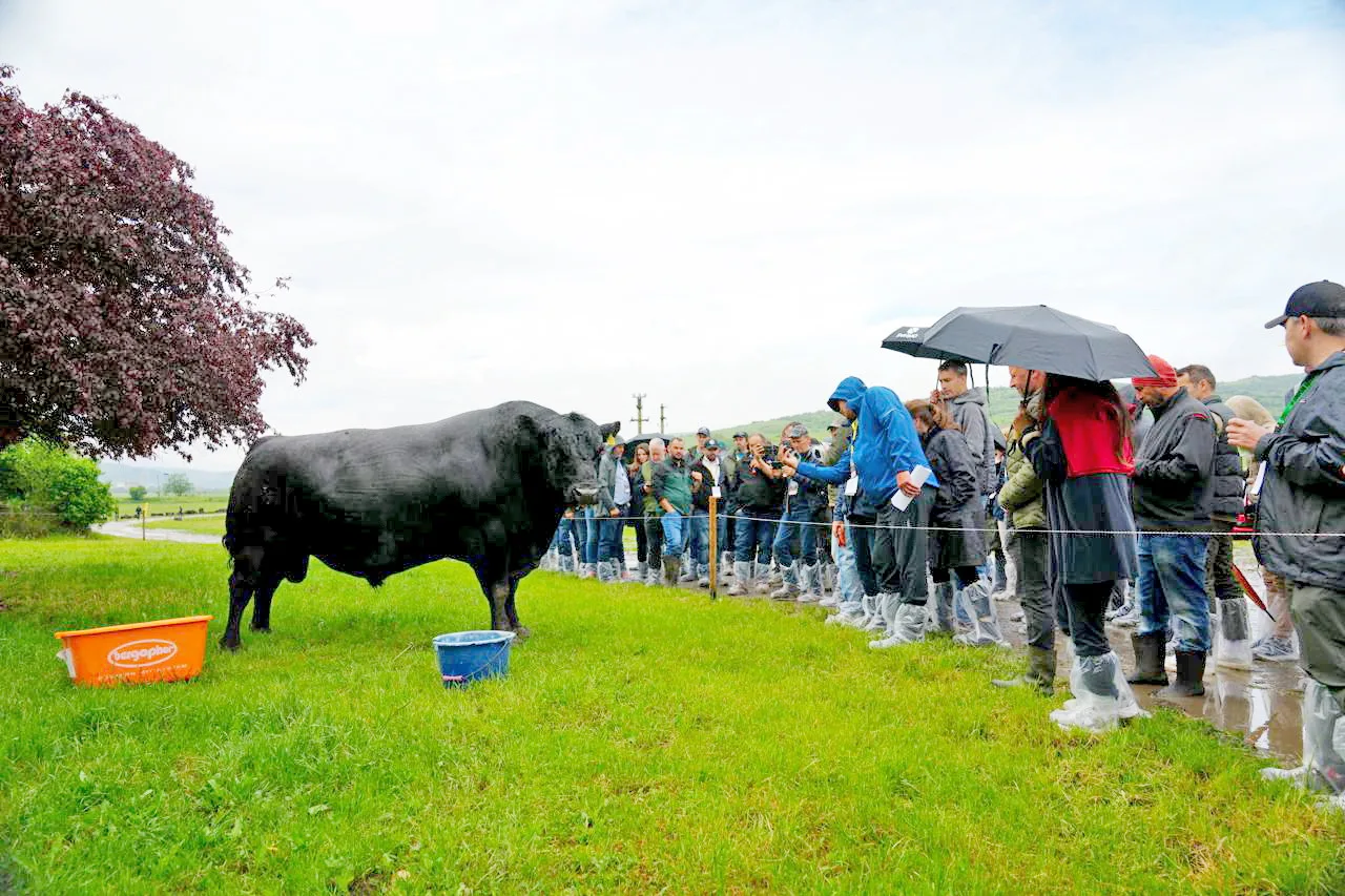 European Angus Forum 2026