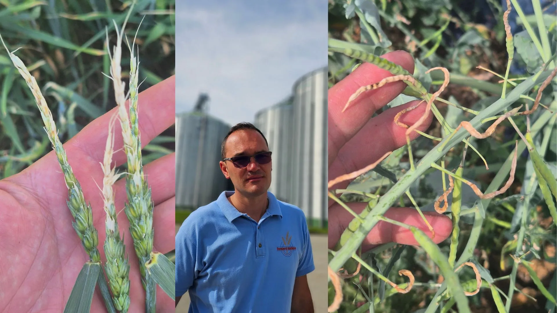 Orzul ars de secetă intră la recoltat mai devreme. An catastrofal pentru agricultura din Arad: fermierii anunță pierderi masive la grâu, orz și rapiță. Milan Kelo, „Fermierul Nădlăcan”: