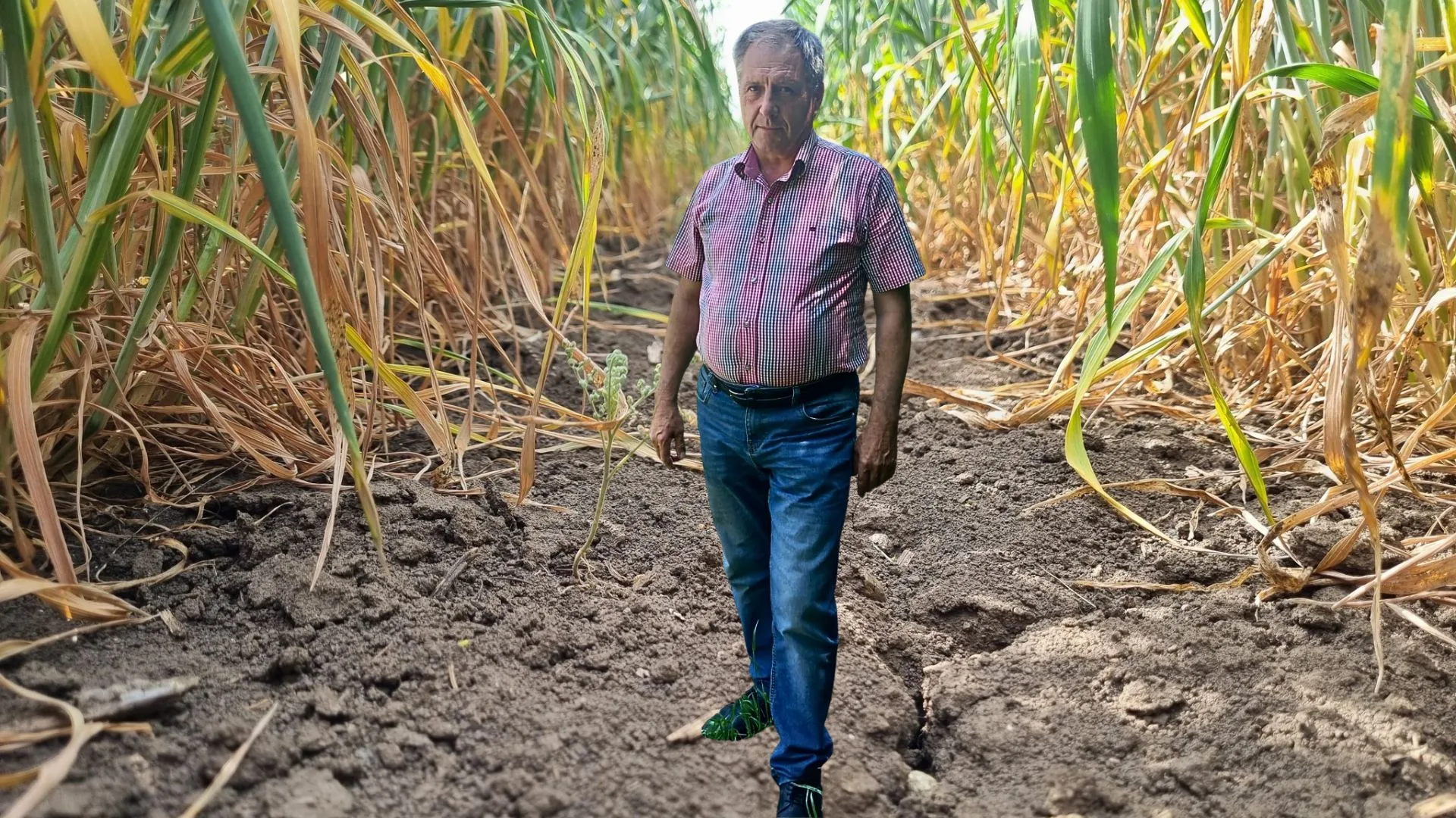 Secetă și îngheț în câmpurile gălățene. Doru Nanu: „Pământul e crăpat, grâul se răsucește. Fără apă, se duce tot ce este pe câmp”. ANIF GALAȚI: Peste 115.000 ha pregătite pentru irigații