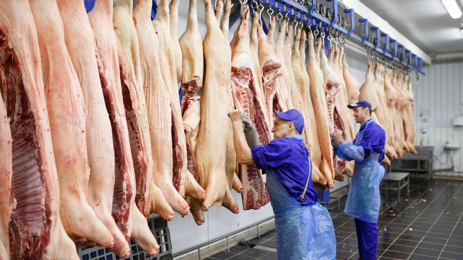 carne de porc Porcul românesc: prețuri ca acum 10 ani, costuri duble!