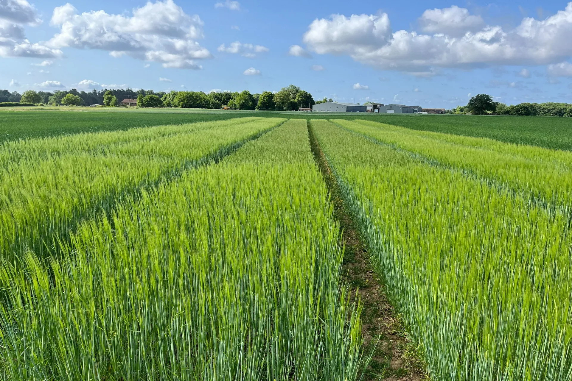 NTG - orz creat în laboratoarele Rothamsted Research