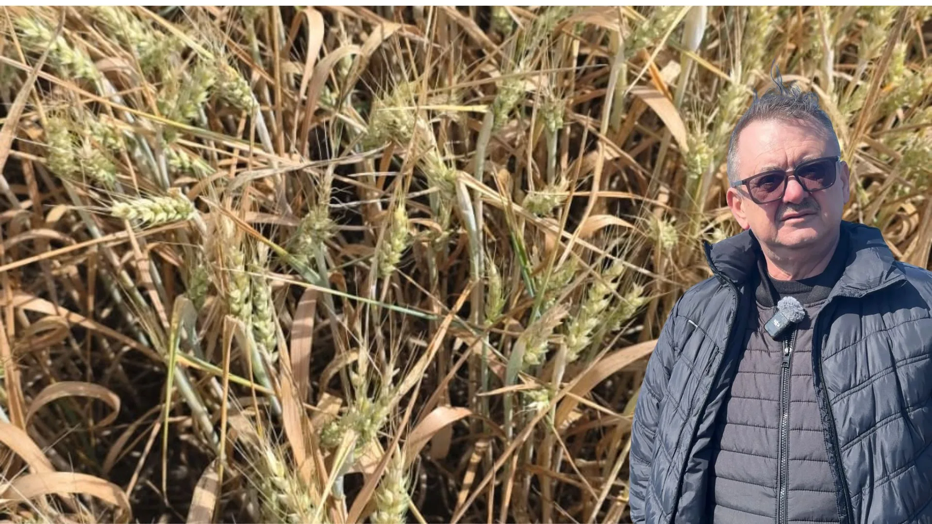 Grâul are doar 8 boabe pe spic. Seceta lovește mortal agricultura din vestul țării. Dan Herțeg ia în calcul renunțarea la aproximativ 200 de hectare de teren: „Nu ne mai pregătim de recoltare, murim economic!”