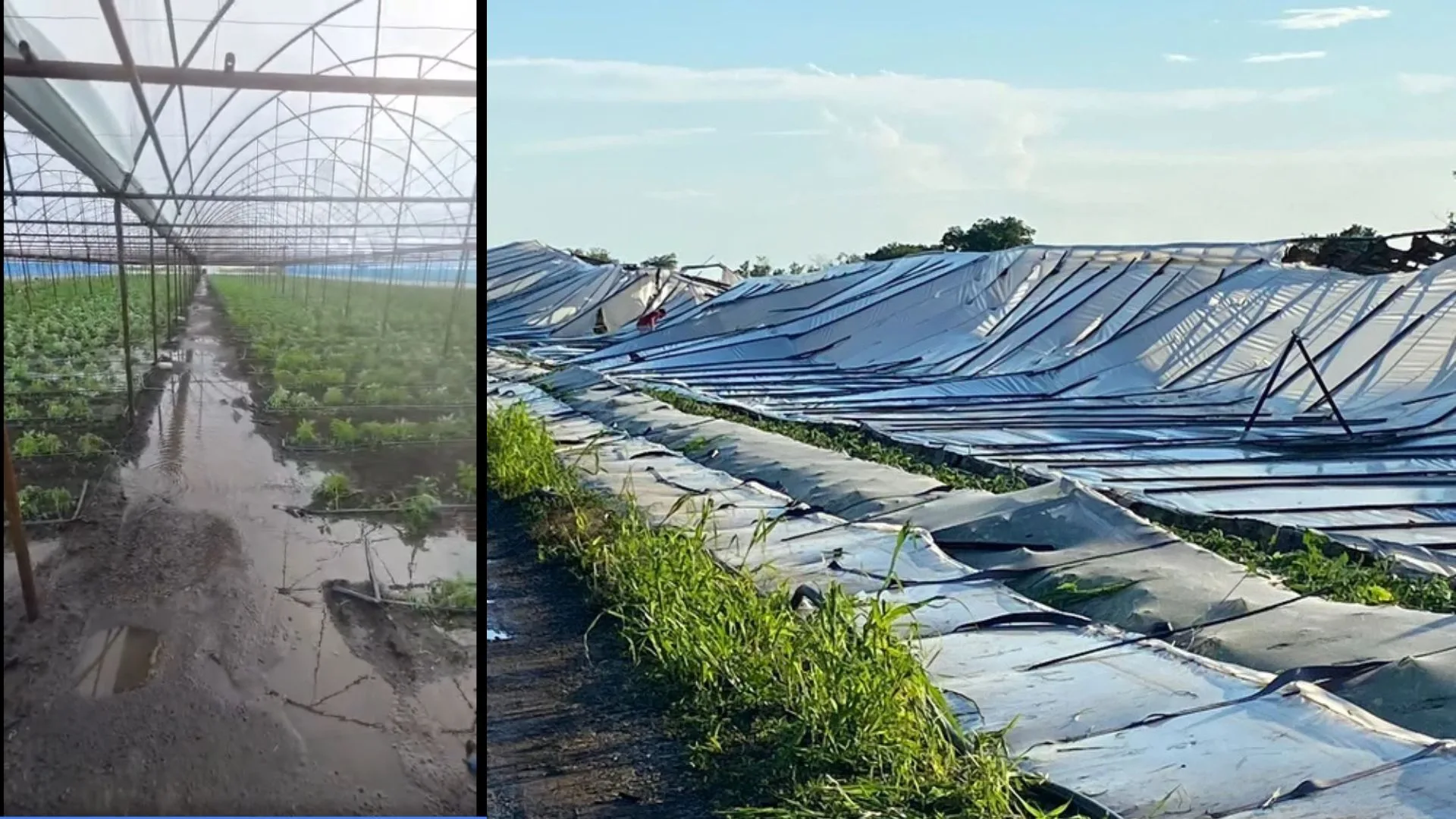 Legumicultor din Glodeanu-Sărat: „80% din producție s-a dus. Furtuna mi-a pus la pământ un solar de 2.400 m și a distrus alte mii de metri de folie. Abia începusem recoltarea tomatelor. Este o lovitură uriașă”