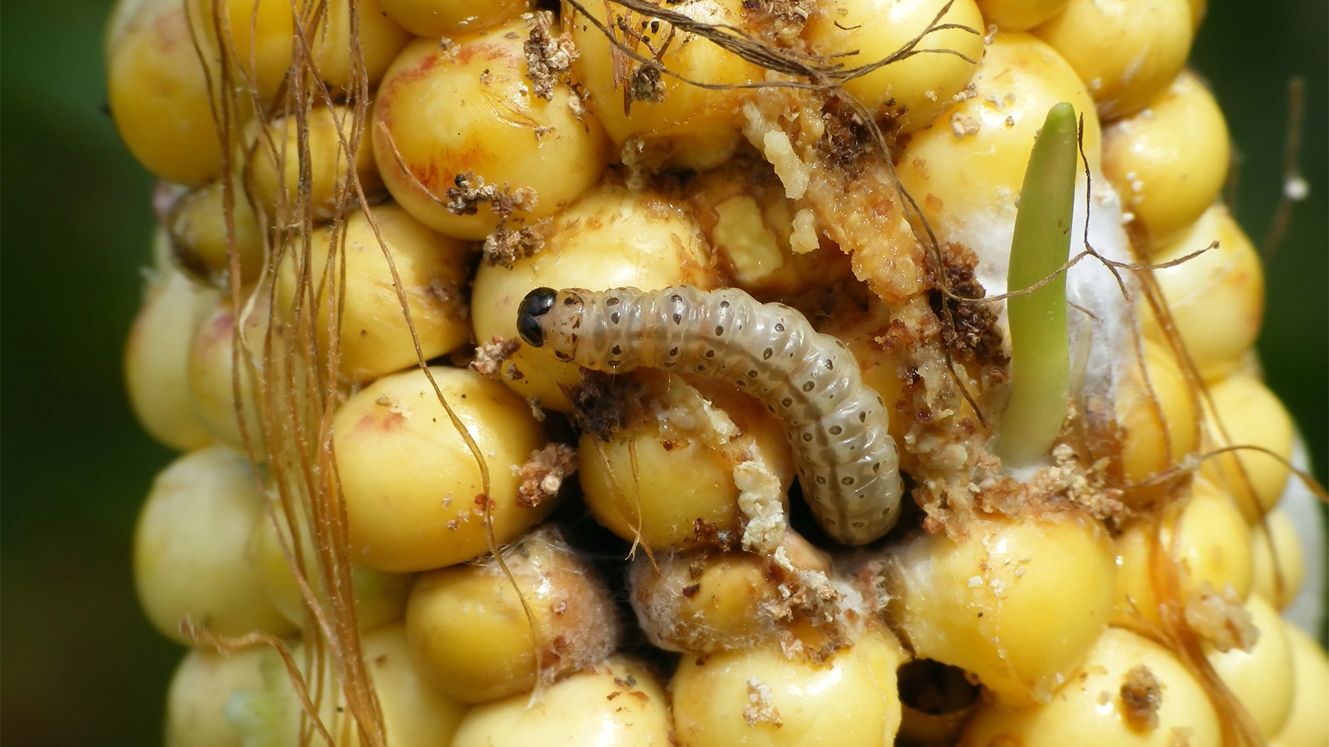 Ostrinia nubilalis larva pe stiulete de porumb Ostrinia nubilalis atacă în forță! Ai la dispoziție doar câteva zile pentru a evita dezastrul