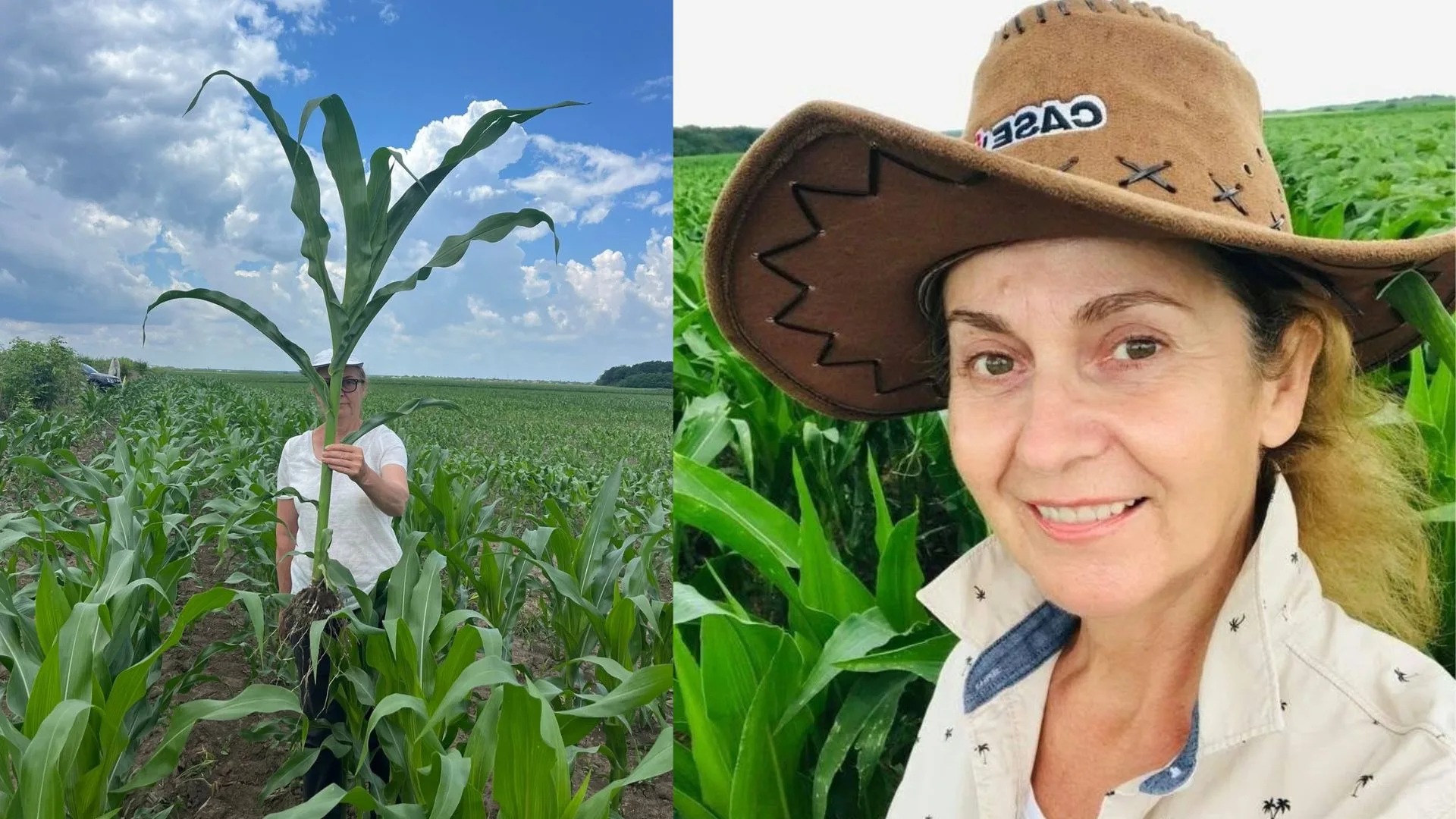 Porumb fără îngrășăminte chimice! Georgeta Dicu aplică tehnologia care reduce costurile la sub 1.000 lei/ha pentru nutriția și tratamentele fitosanitare. Atuul hibridului românesc CERA 270