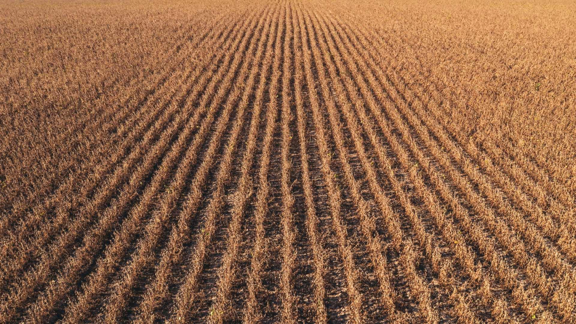 adv 11 proiect rapid foto 1 Agricultura își schimbă abordarea: mai puține lucrări, mai multă protecție pentru sol