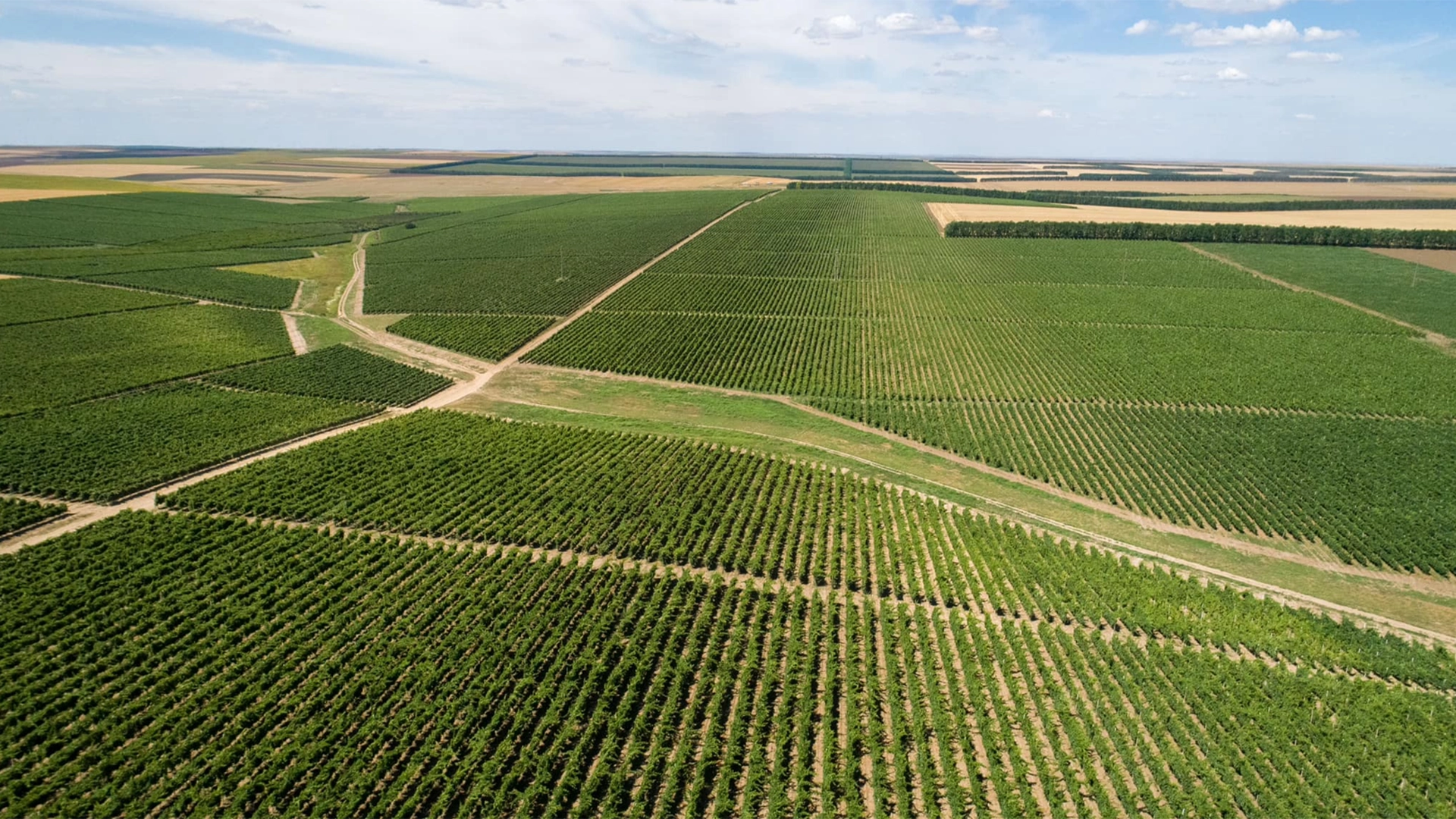 corteva viticultura 1 Producția de vin în România, între tradiție și inovație