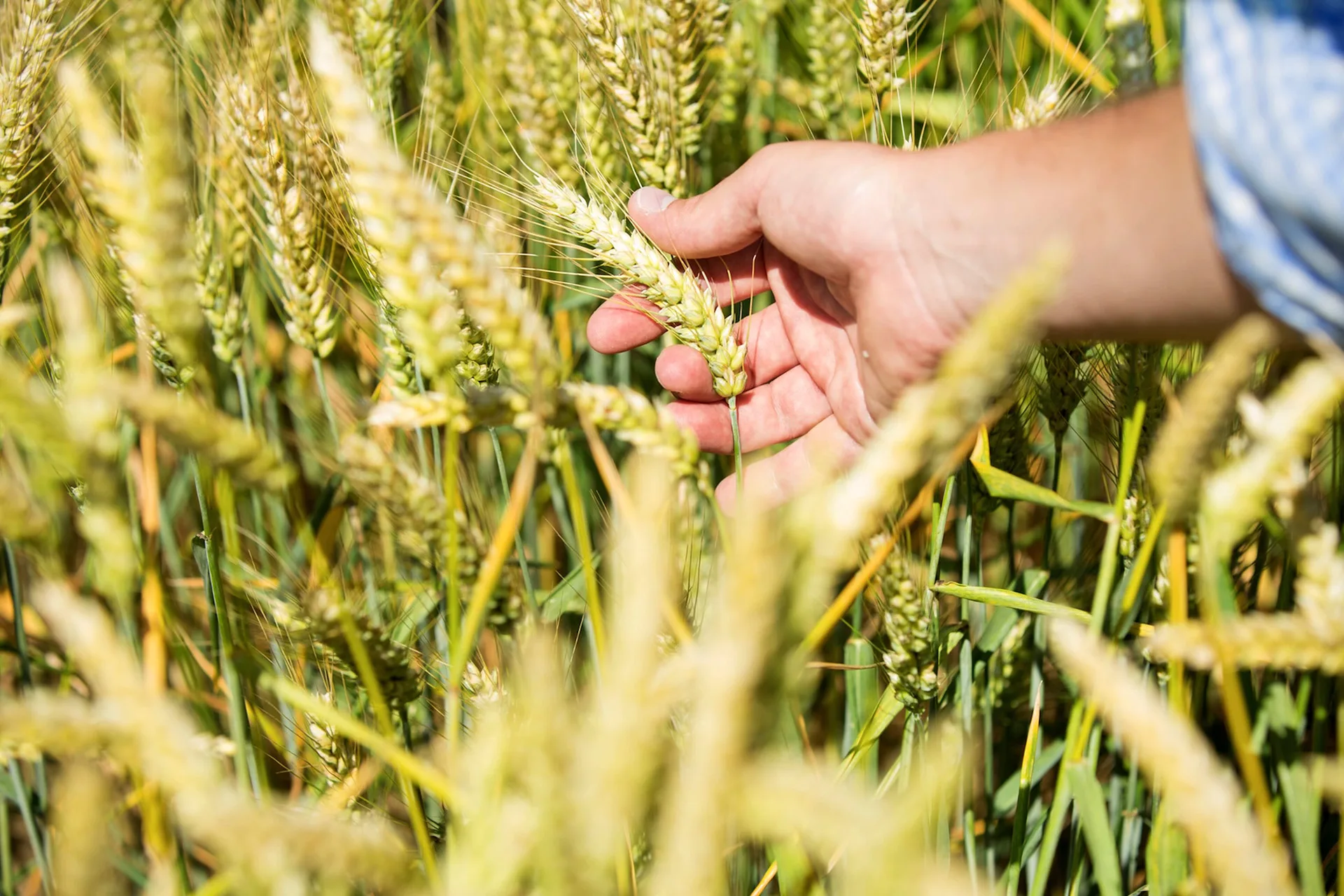 grâu hibrid de la Syngenta