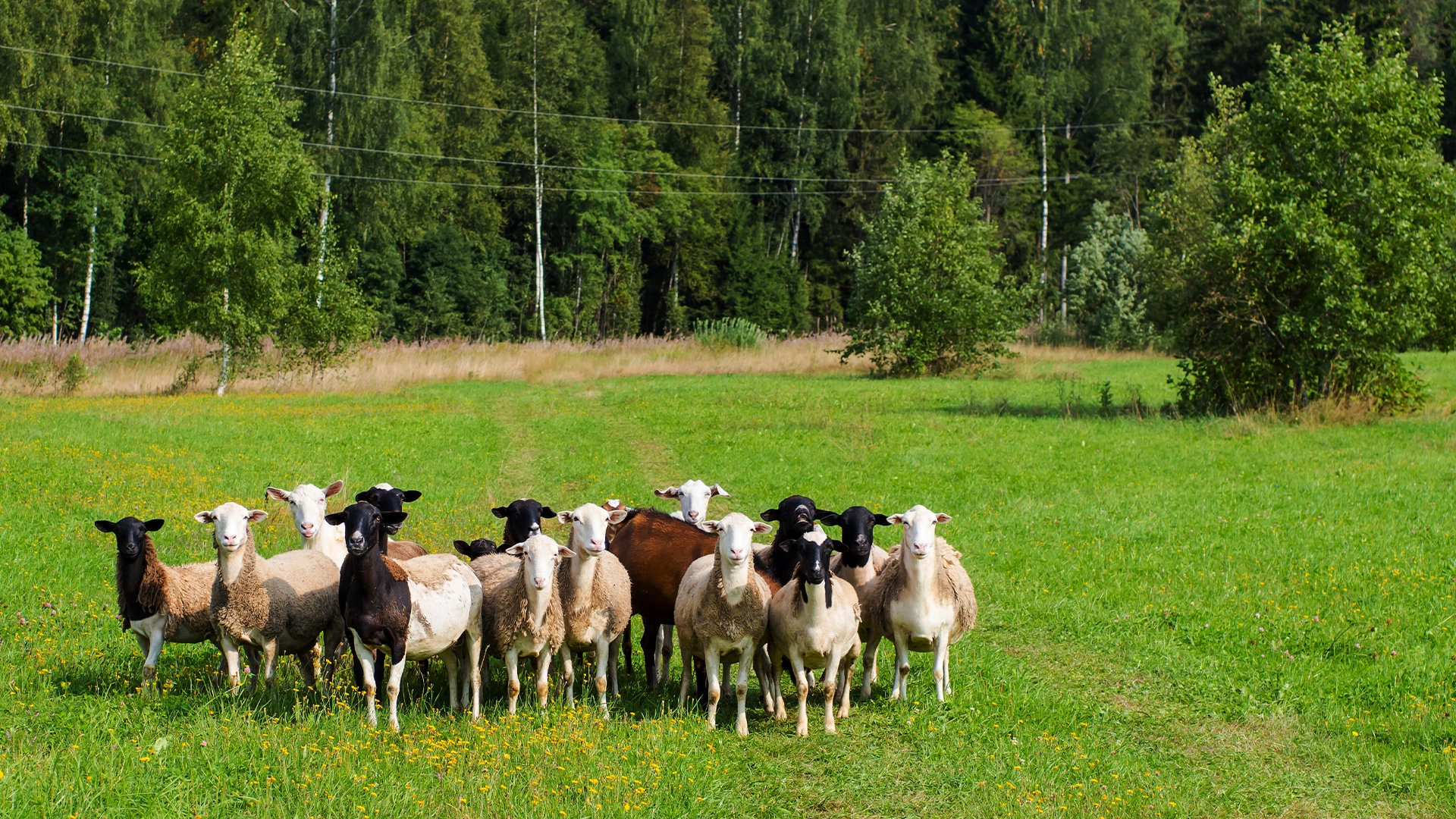 ovine la pasune Managementul pășunatului: Animale bine hrănite, pajiști corect întreținute