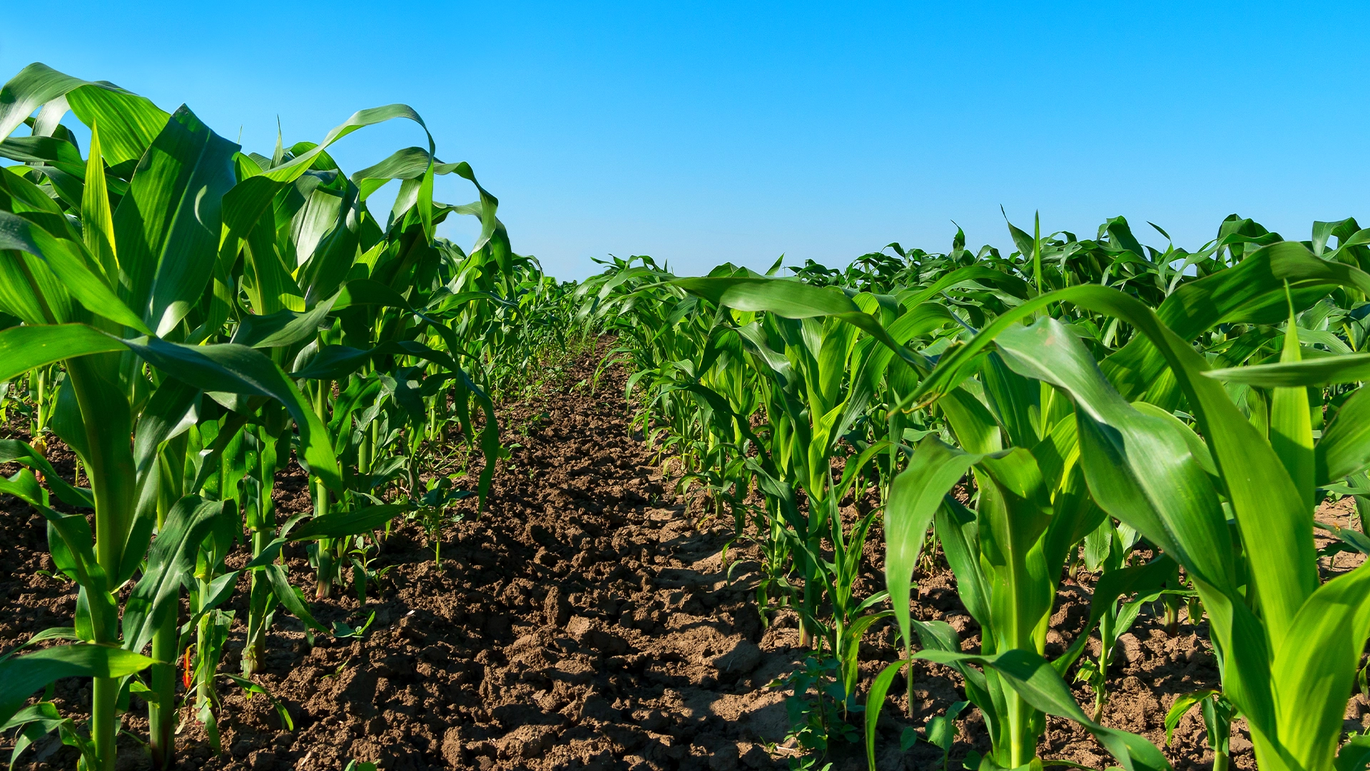 timac agro porumb Cum faci corect fertilizarea fazială cu azot la porumb?
