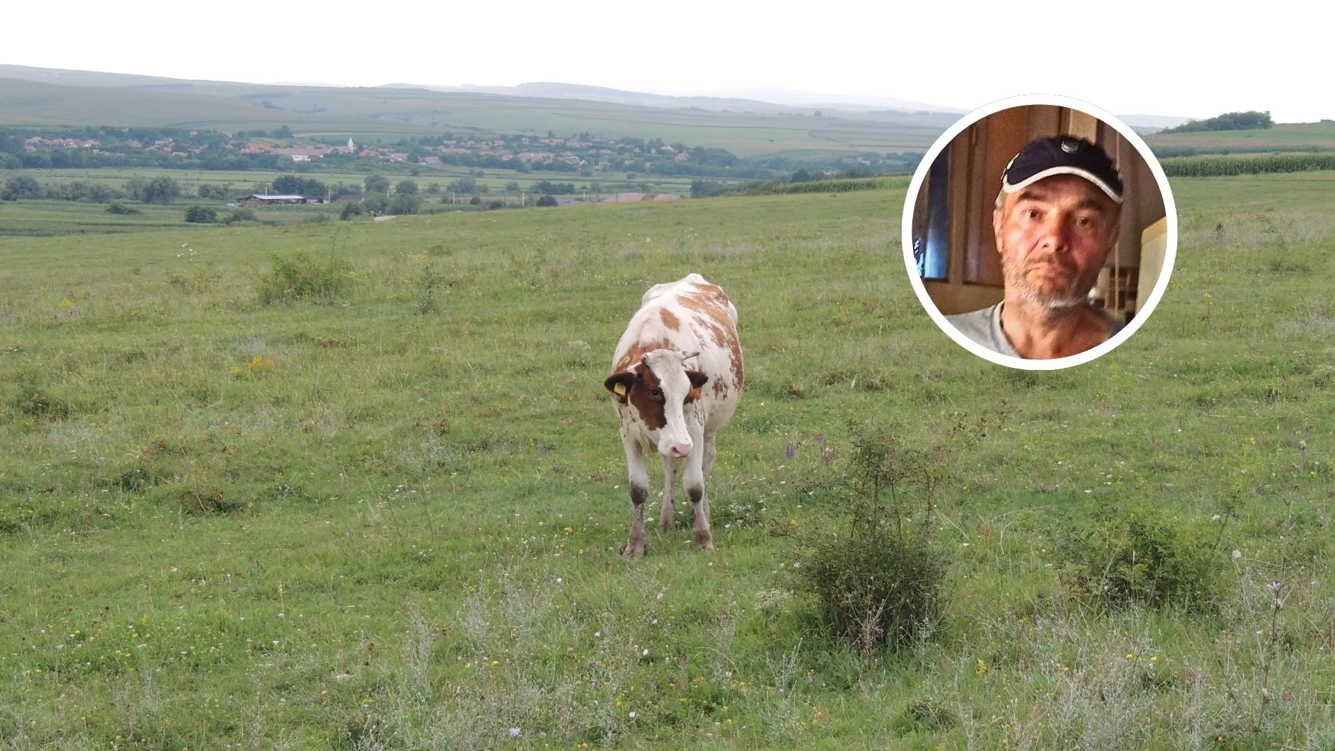 Gheorghe Bara, fermier din ARAD, FORȚAT SĂ-ȘI VÂNDĂ VACILE: „Plătesc 13 hectare de pășune și pot folosi doar trei”