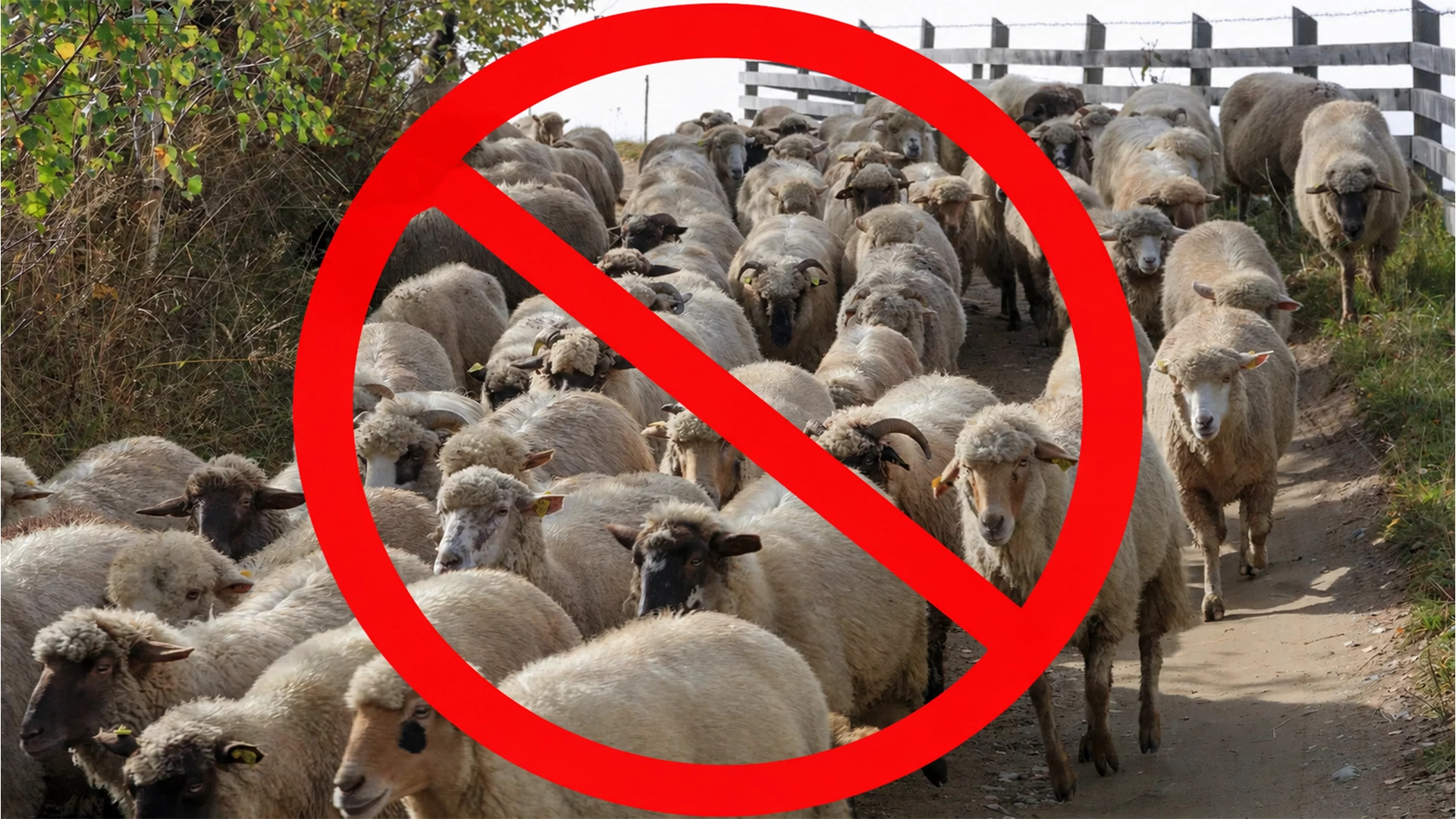 carantina ovine