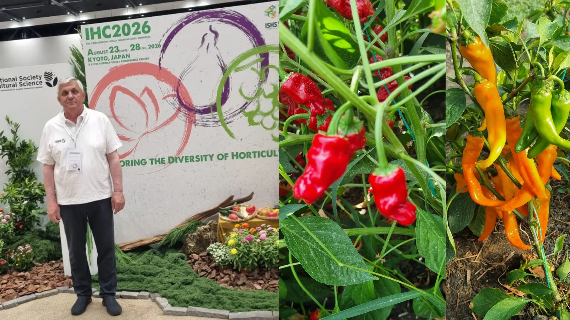 Cel mai iute ardei din lume, creat la Buzău, face furori la Kyoto. Părintele cercetător Costel Vînătoru își doboară propriul record mondial la Congresul Mondial de Horticultură