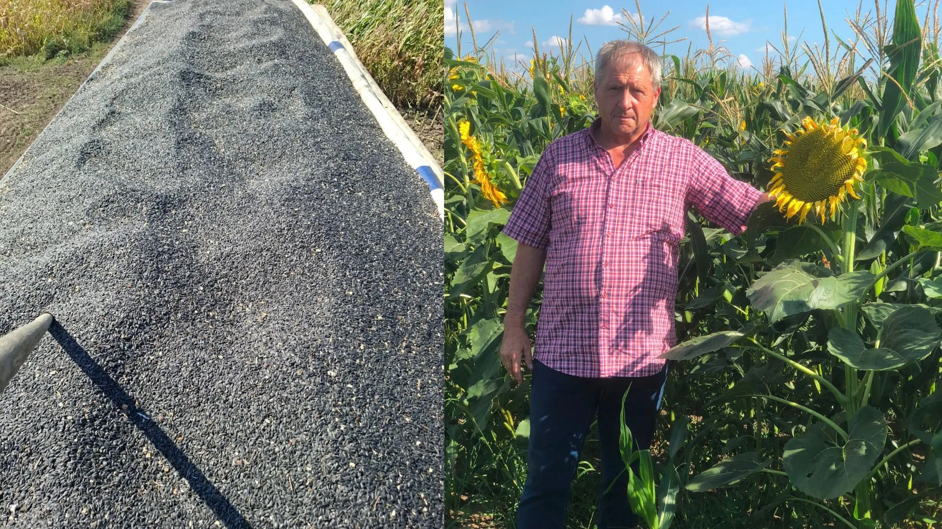 Doru Nanu: „Am scos azotul din tehnologie și am făcut 3.900 kg/ha la floarea-soarelui. Înainte cheltuiam cu 600-700 lei mai mult, dar făceam cu 500-600 kg mai puțin”