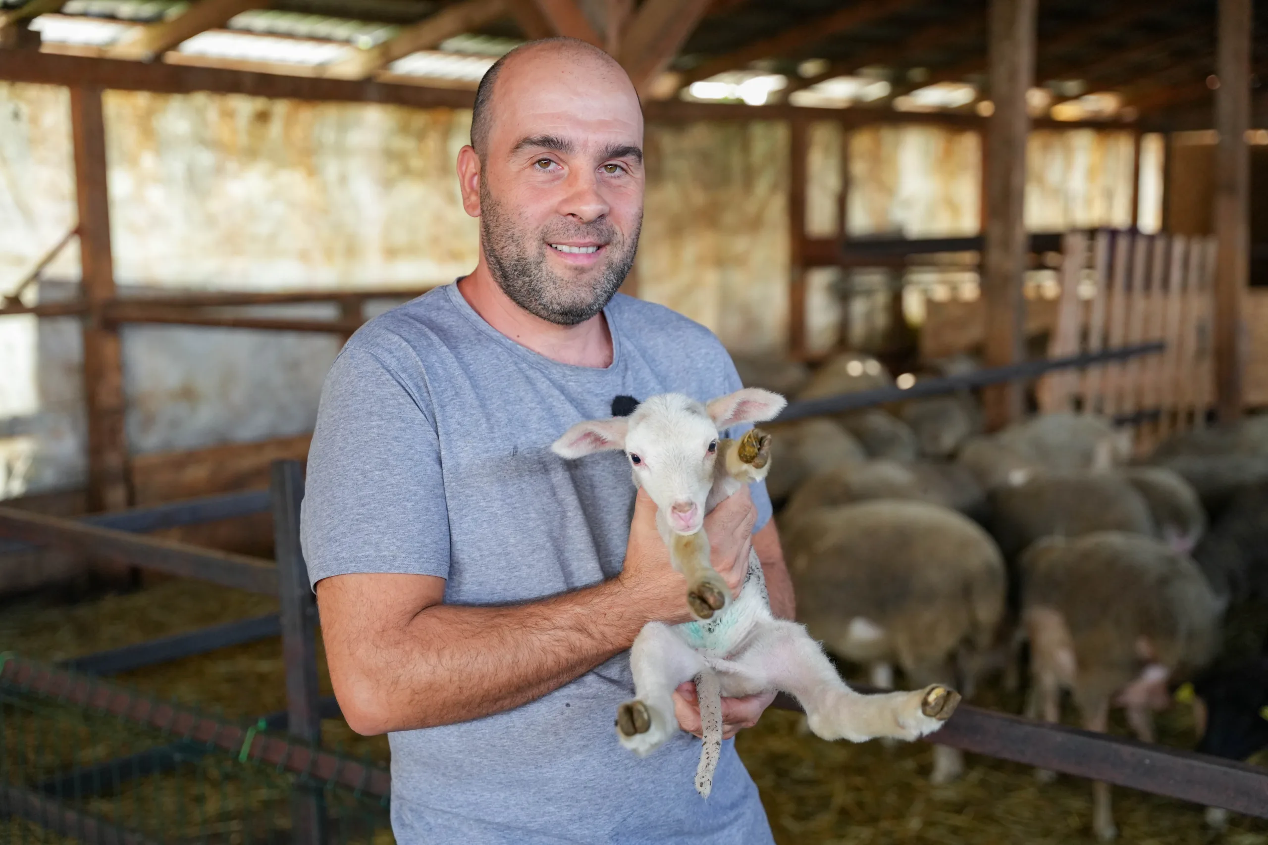 De ce a schimbat Florin Ţubrea oile de carne cu Lacaune? Transformat în branză, preţul laptelui de oaie depăşeşte 10 lei/l