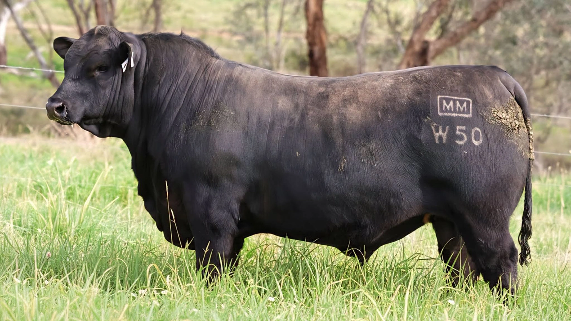 TAUR ANGUS vândut la un PREȚ RECORD! AFLĂ cât s-a plătit pentru el și ce îl face atât de valoros