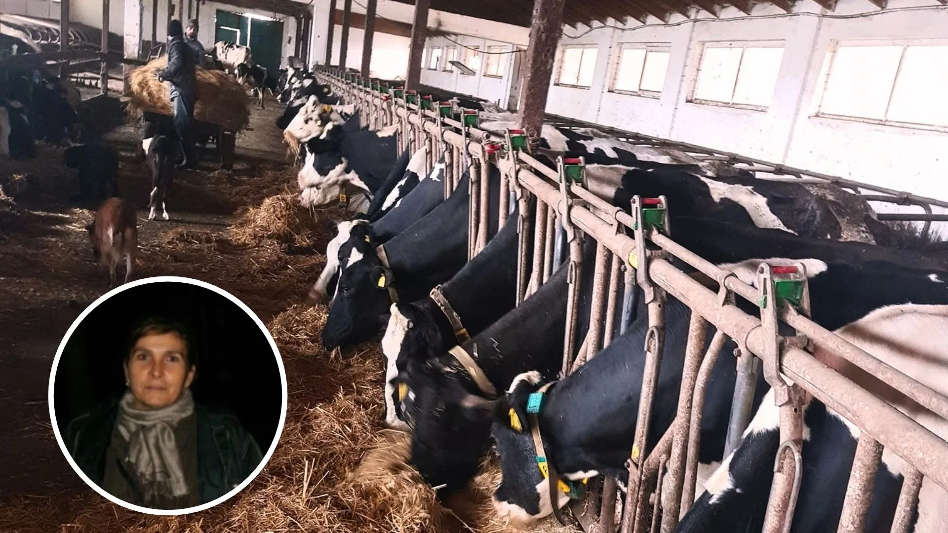 Alexandrina Sava a avut aproape 1000 de animale! Acum se chinuie să vândă și cele 60 de bovine rămase. De la 2.500 de litri de lapte pe zi, la 100-200 de litri de la cinci vaci! Cum a început lichidarea fermei?