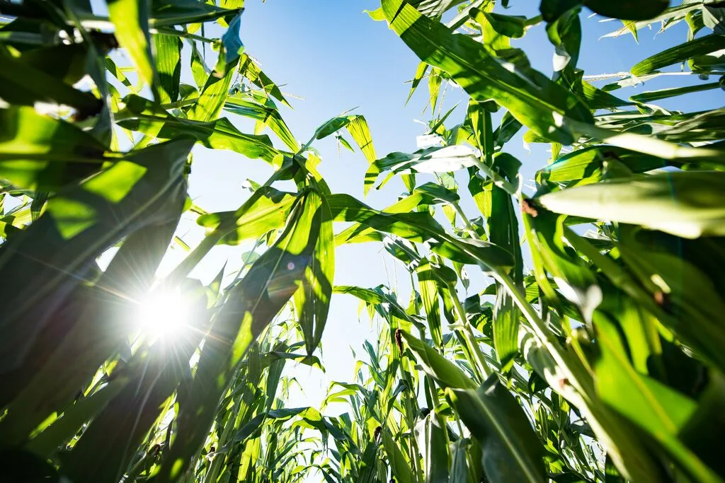 Corn Vylor Vylor inaugurează o nouă eră în cultura porumbului: cel mai avansat caracter genetic din industrie pentru spor de producție și stabilitatea producției, control avansat al dăunătorilor pentru un salt major al producției și profitabilității fermierilor