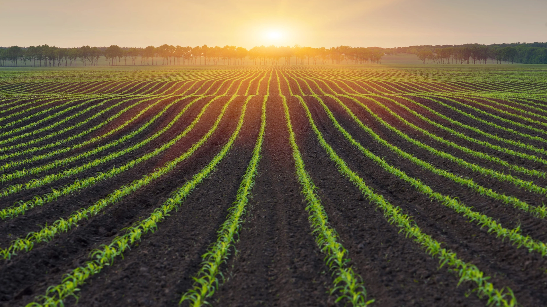 Vylor și Rainbow Crops colaborează pentru accelerarea dezvoltării unor noi caractere de porumb obținute prin editare genetică