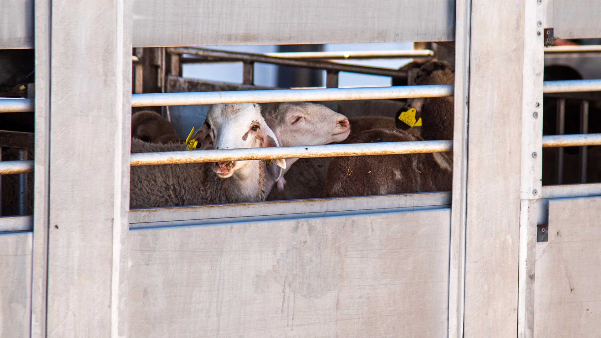 exporturi ovine Exporturile de ovine și caprine ar putea fi reluate în câteva săptămâni. Florin Barbu: „Dacă nu se ia o decizie la Bruxelles, voi propune Guvernului să dăm drumul către țări terțe”