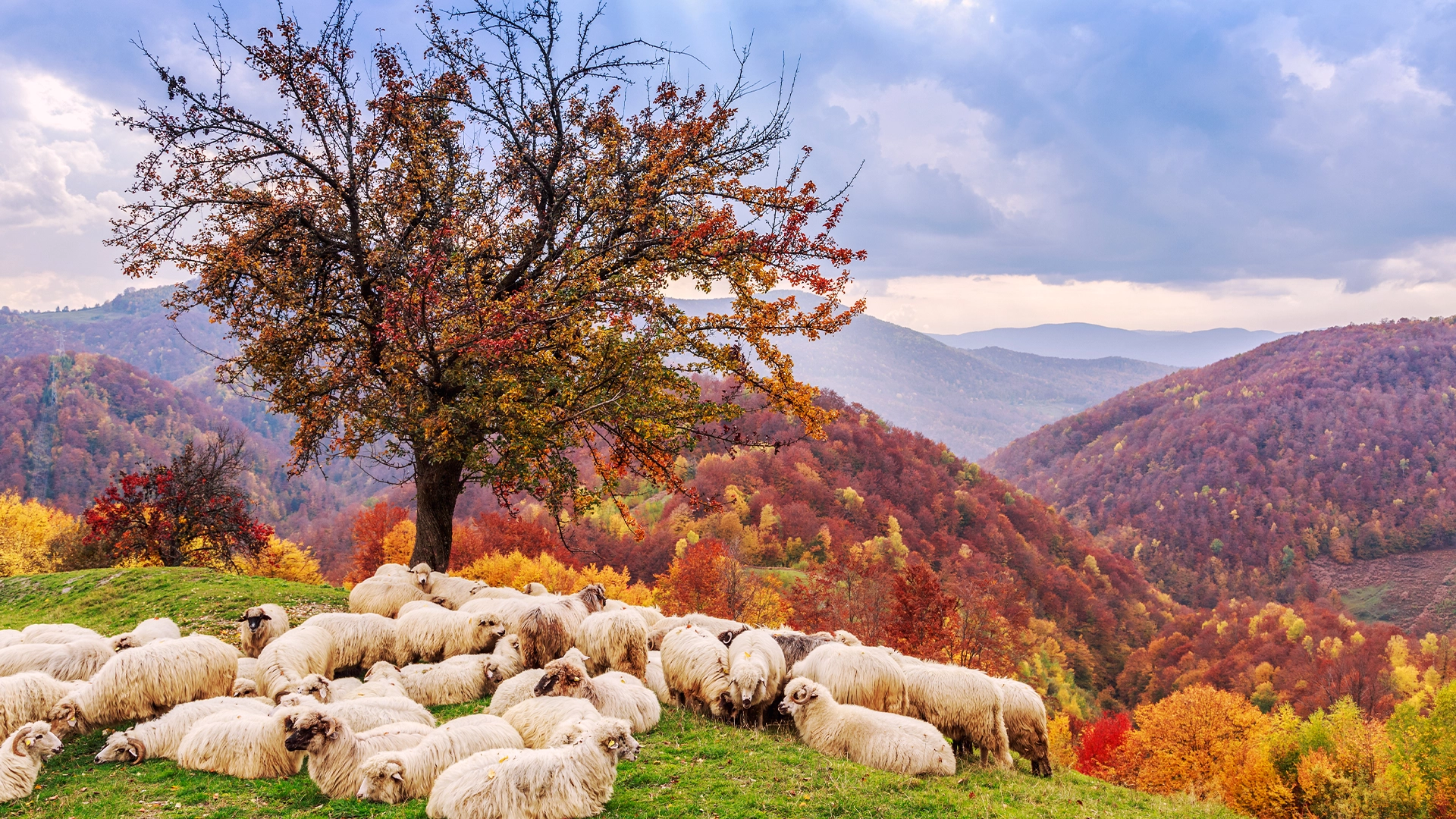 gestatie ovine Primele 45 de zile de gestație decid succesul reproducției la oi! Ce trebuie să știe crescătorii