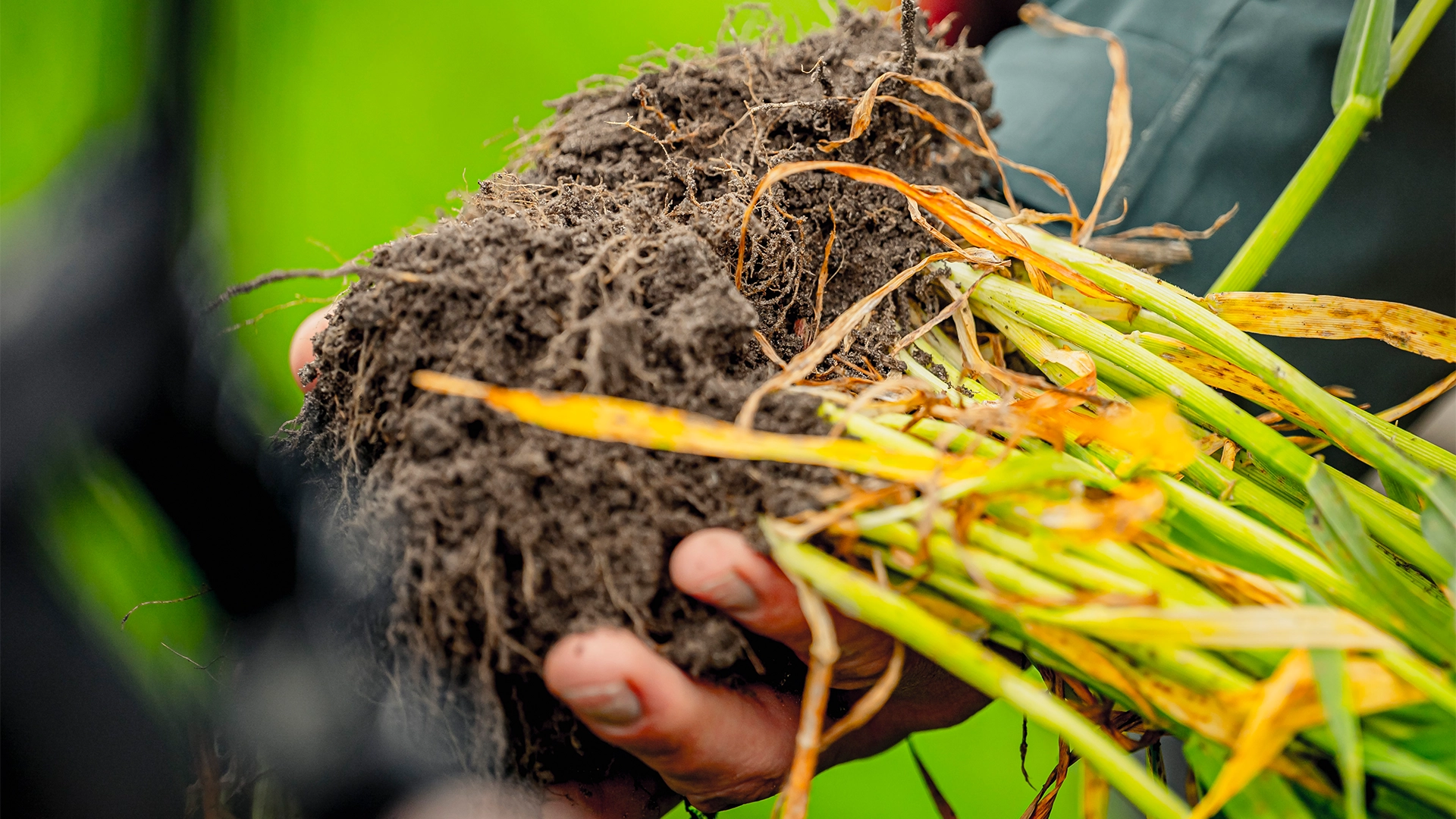 RÂMELE inspiră o nouă tehnologie agricolă: canale artificiale prin solul compactat. Producția de cereale a crescut cu 15%, în ciuda secetei!